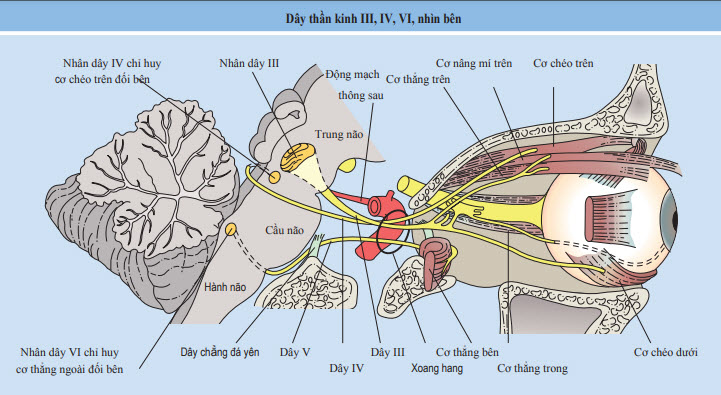 Dây thần kinh ròng rọc (nhìn bên)