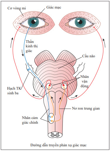 Đường dẫn truyền phản xạ giác mạc