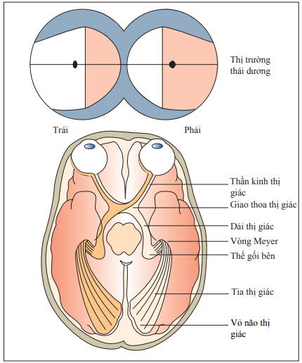 Đường dẫn truyền thị giác