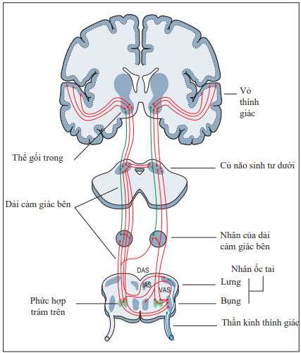 Đường dẫn truyền thính giác trung tâm