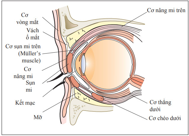 Giải phẫu các cơ mi mắt