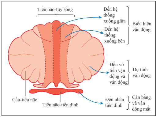 Giải phẫu chức năng của tiểu não