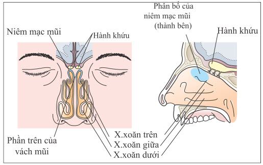 Giải phẫu chức năng của đường khứu giác ngoại biên