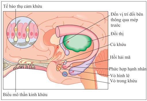 Giải phẫu chức năng của đường khứu giác trung ương