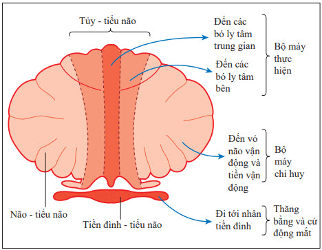 Giải phẫu chức năng của tiểu não