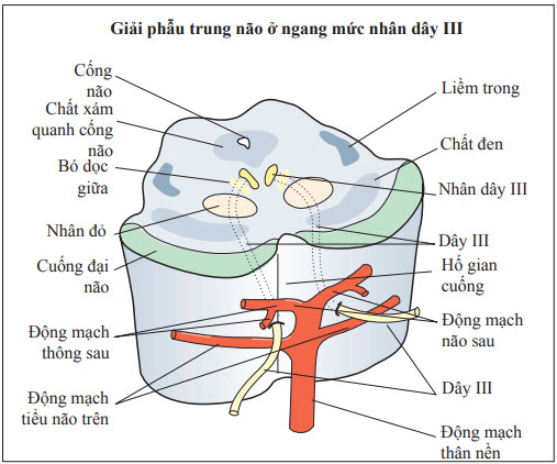 Giải phẫu điểm xuất phát của thần kinh vận nhãn ở thân não