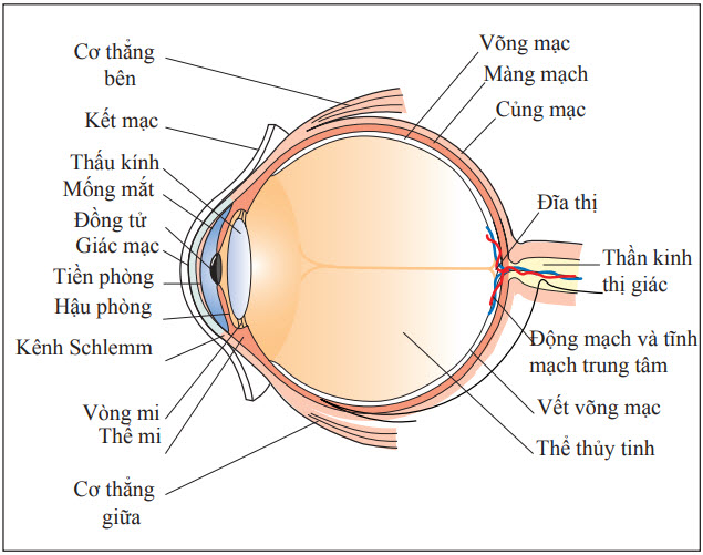 Giải phẫu mắt