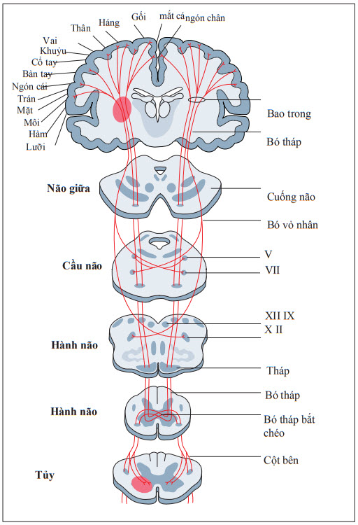 Giải phẫu nơron vận động trên