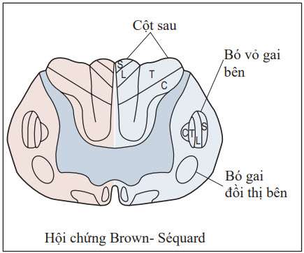 Giải phẫu thần kinh của bó dọc tủy sống