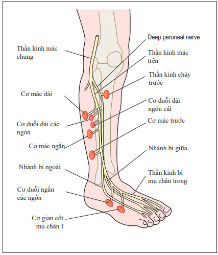 Giải phẫu thần kinh mác chung, mác nông và mác sâu