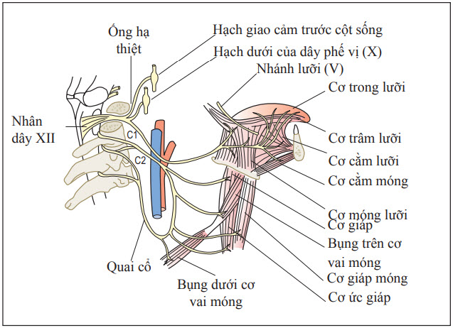 Giải phẫu thần kinh và giải phẫu định khu