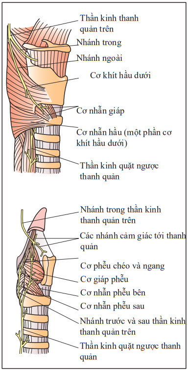 Giải phẫu và phân bố thần kinh chi phối các cơ thanh quản và dây thanh