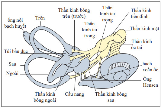 Hệ thống tiền đình và phần thính giác ngoại vi