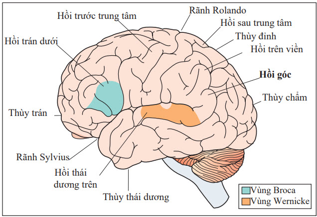 Hồi góc thùy đỉnh ưu thế trong hội chứng Gerstmann