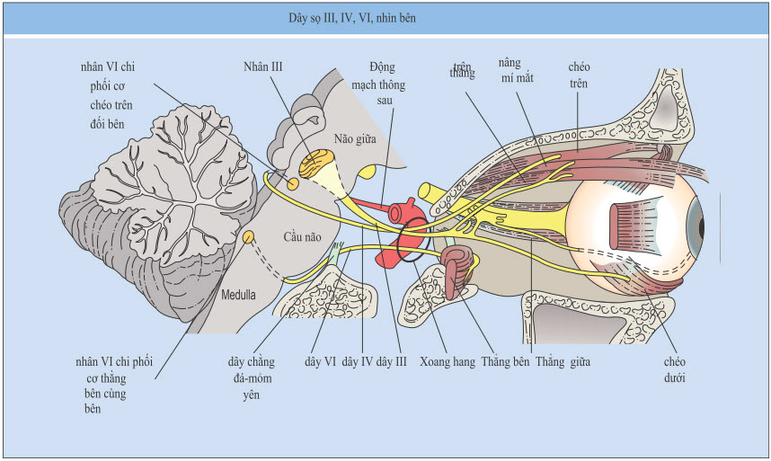 Nhìn bên của dây VI và những cấu trúc ngoài hốc mắt