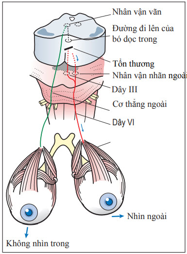 Sơ lược đường dẫn truyền nhân vận nhãn ngoài