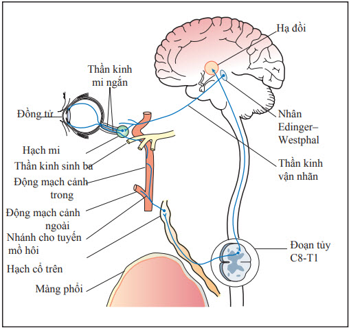 Sự chi phối giao cảm và phó giao cảm cho đồng tử