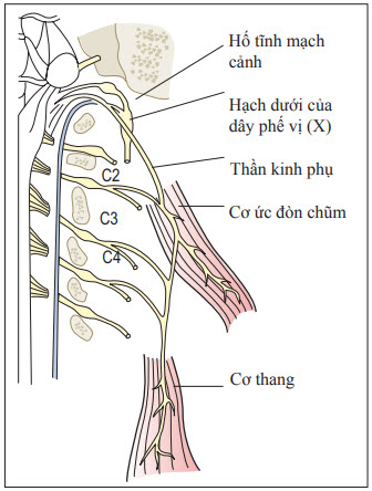 Sự phân bố thần kinh của dây phụ