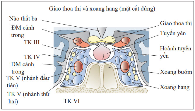 Thành phần của xoang hang