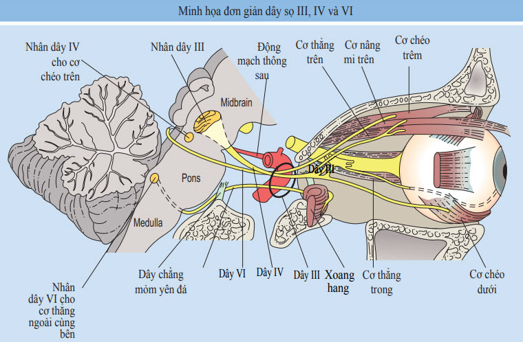 Tổng quan giải phẫu thần kinh vận nhãn (dây III)