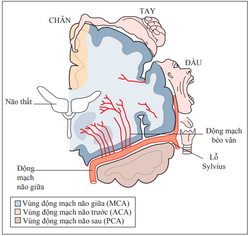 Tuần hoàn phía trước và bản đồ chức năng