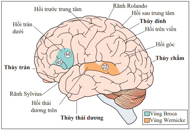 Vùng Broca và vùng Wernicke