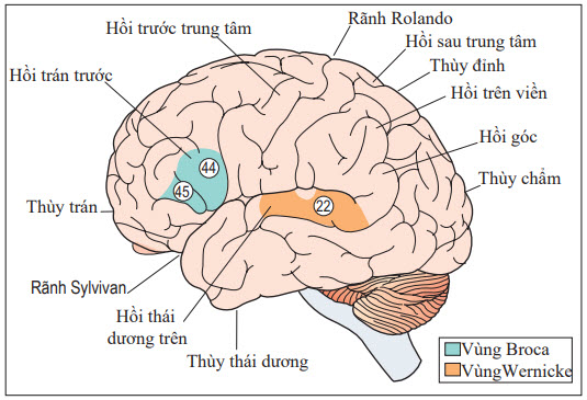 Vùng Broca: hồi trán dưới sau, bán cầu ưu thế