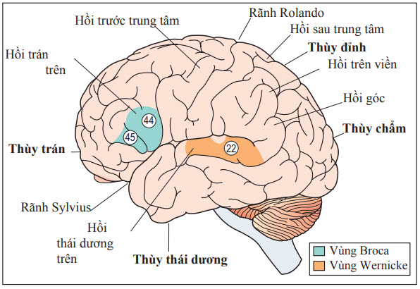 Vùng Wernicke