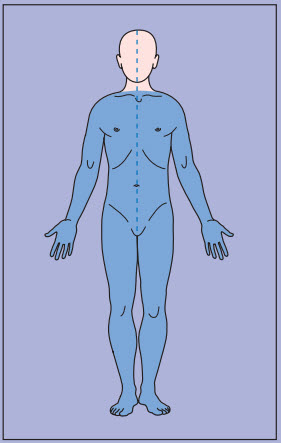 Cơ chế gây yếu cơ dựa trên các kiểu dấu hiệu lâm sàng chân và tay hai bên