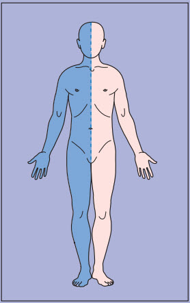 Cơ chế gây yếu cơ dựa trên các kiểu dấu hiệu lâm sàng mặt, tay và chân