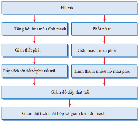 Biến đổi mạch trong chu kỳ hô hấp bình thường