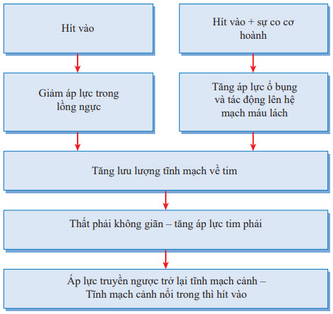 Cơ chế của dấu hiệu Kussmaul