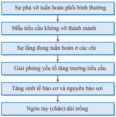 Cơ chế gợi ý ngón tay (chân) dùi trống