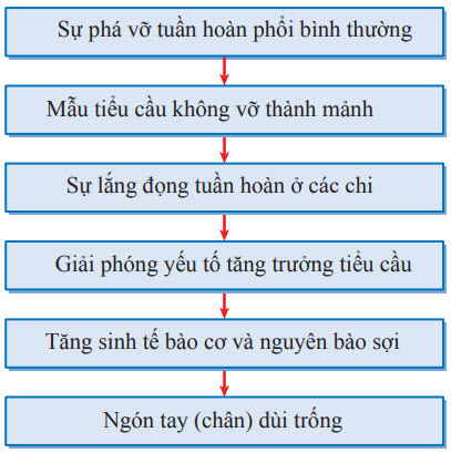 Cơ chế gợi ý ngón tay (chân) dùi trống