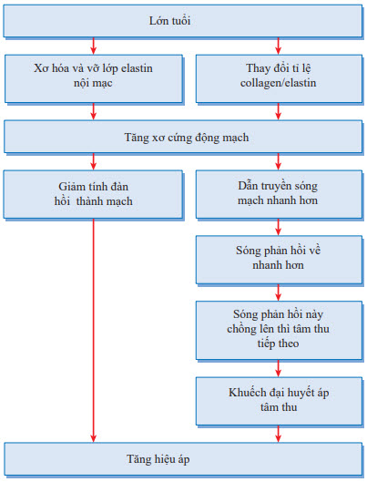 Cơ chế hiệu huyết áp áp rộng ở người lớn tuổi