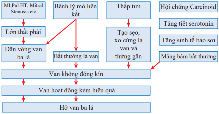 Cơ chế của hở van ba lá