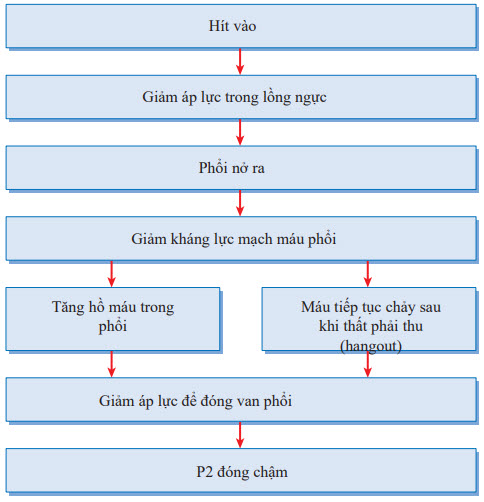 Cơ chế của tách đôi sinh lý