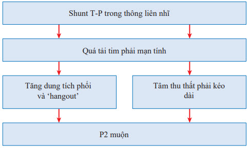 Cơ chế tiếng tim tách đôi cố định