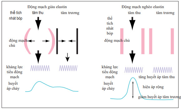 Hiệu áp rộng và xơ cứng mạch