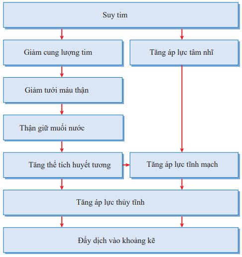 Phù ngoại biên trong suy tim