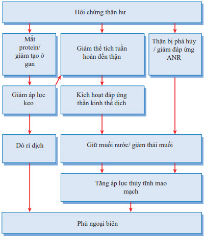 Phù ngoại biên trong hội chứng thận hư