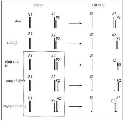 Tách đôi nghịch thường