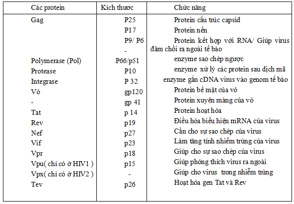 Các protein của HIV và chức năng của nó