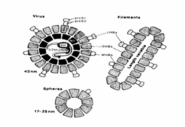 Cấu trúc của HBV