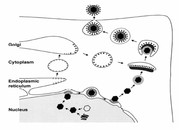 Chu kỳ phát triển HSV bên trong tế bào