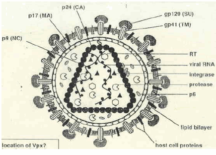 Hình ảnh minh hoạ cấu tạo virus HIV hoàn chỉnh