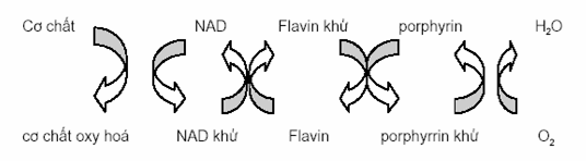 minh hoạ về dây chuyền điện tử