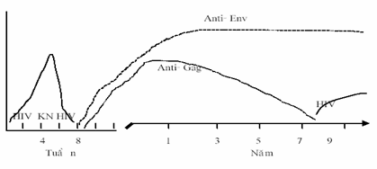 Sơ đồ biểu thị các dấu ấn huyết thanh trong chẩn đoán HIV