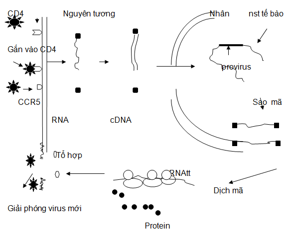Sơ đồ minh hoạ chu kỳ nhân lên của HIV trong tế bào